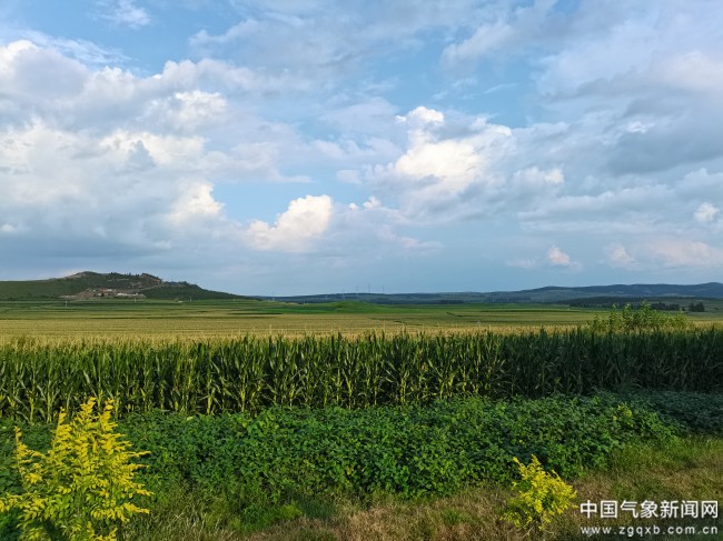 特别策划丨粮食单产提升行动 这些“气象样本”有看头